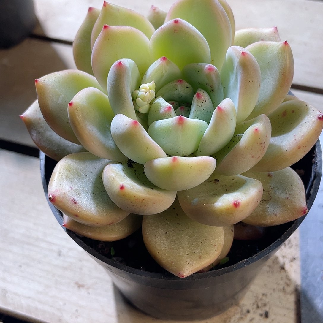 0611  夏洛 六月六