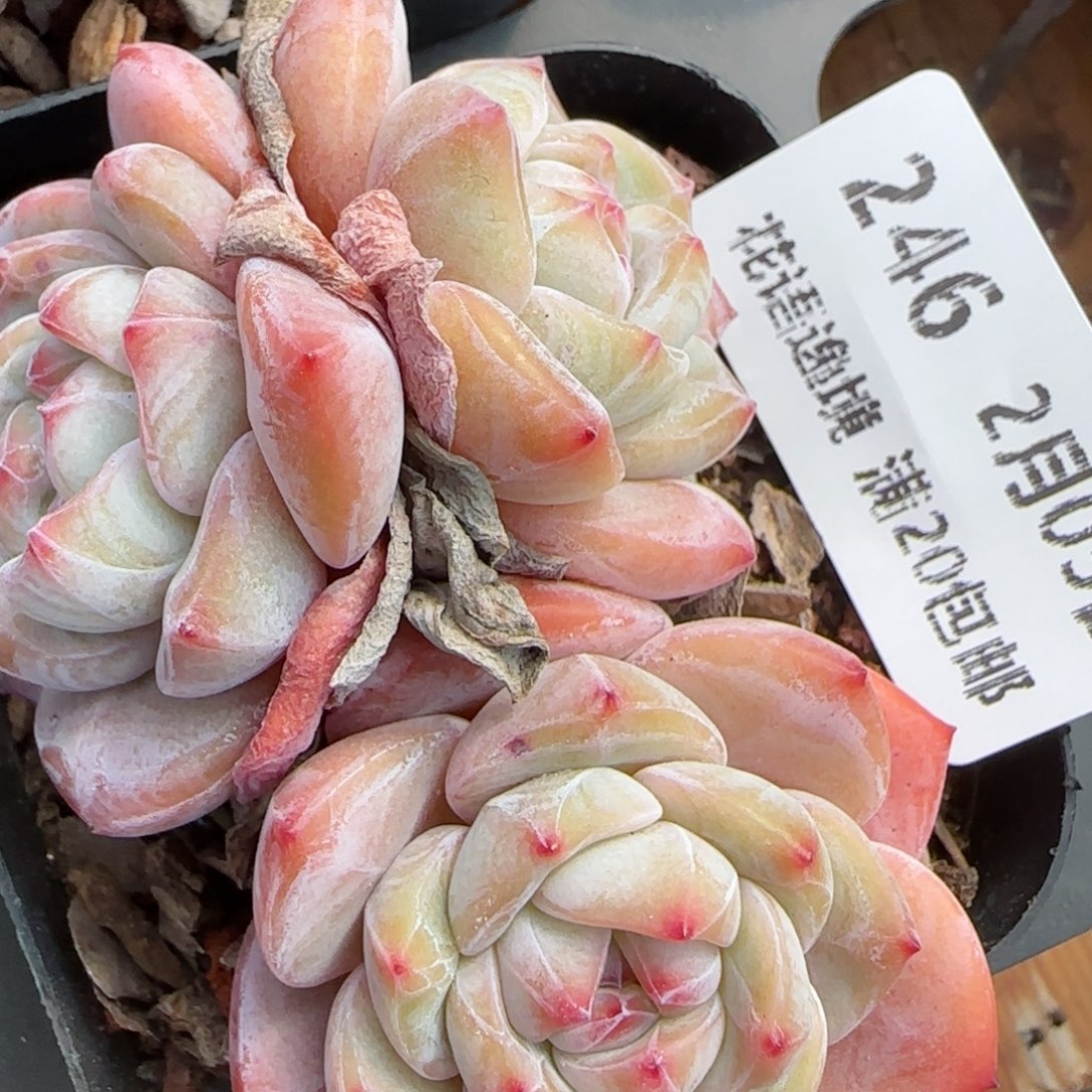 花语逸镜0205-246