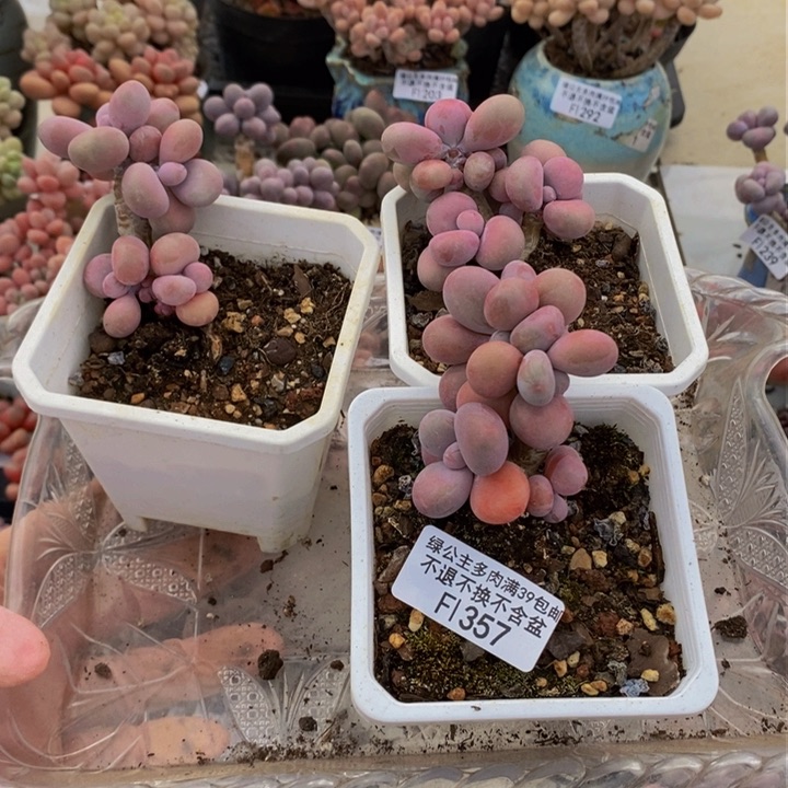 中**弟腰子桃蛋3棵357多肉植物