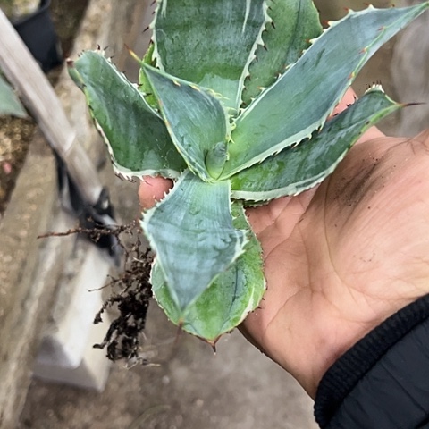 诺娃白腹轮锦植物