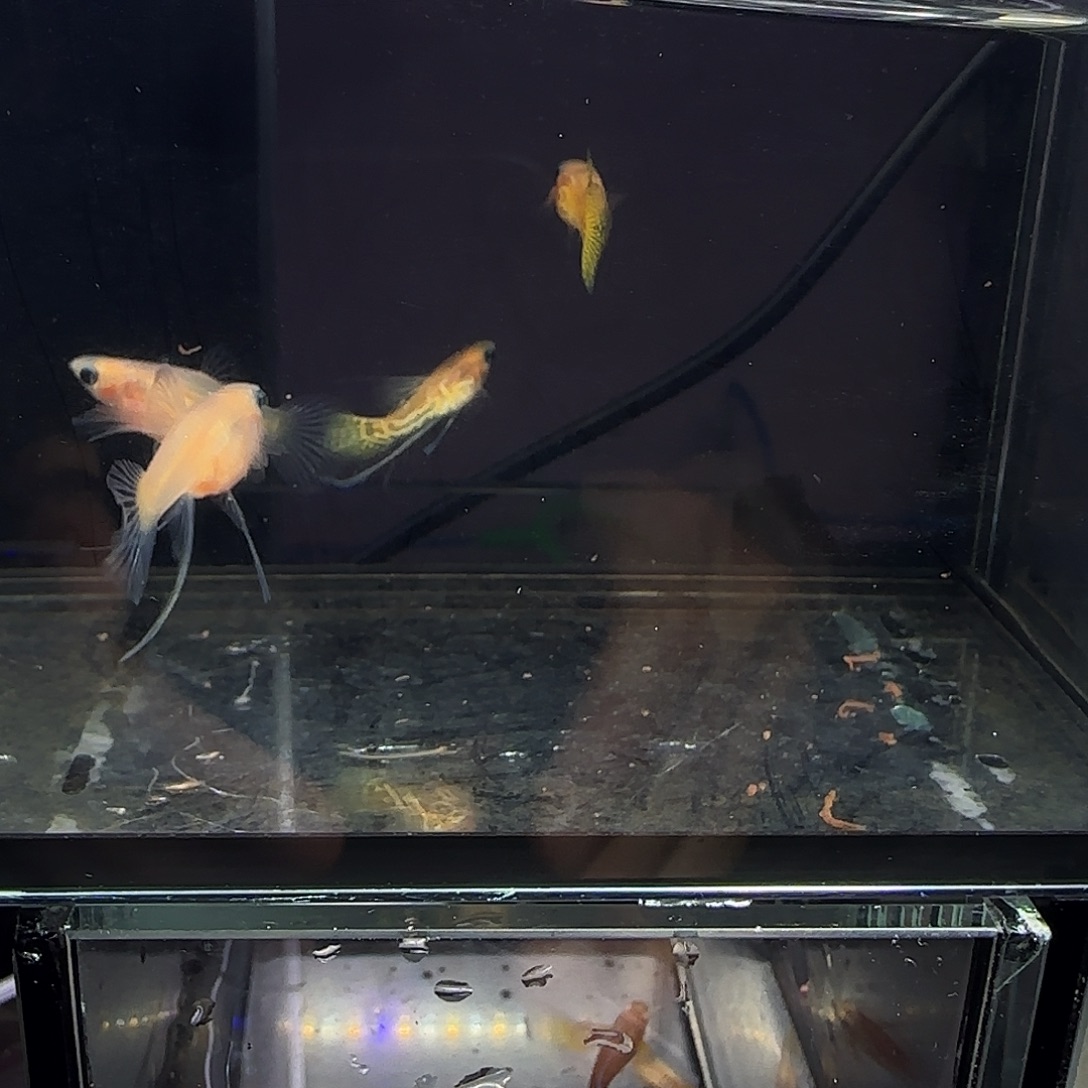 孔雀鱼黄化黄蕾丝短体大c四条