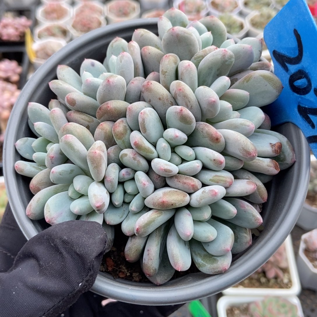 2029香香雪多肉植物多肉