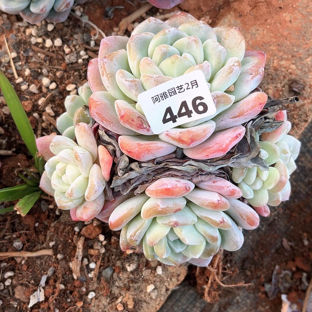 阿雅园艺。       446