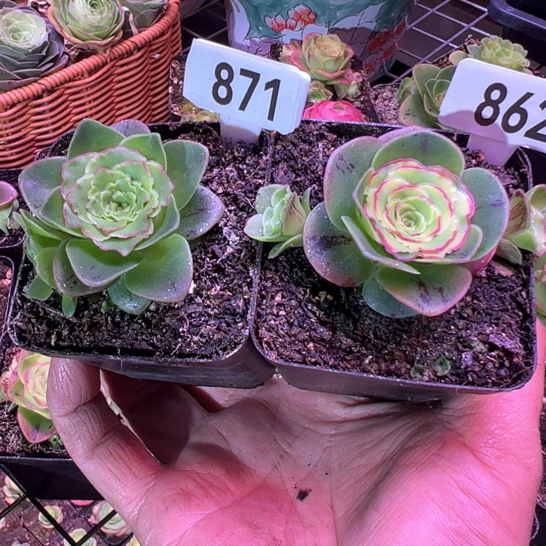 小****^红叶871-862山地玫瑰多肉