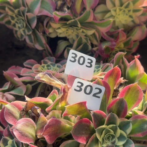 法师雨花石18-16