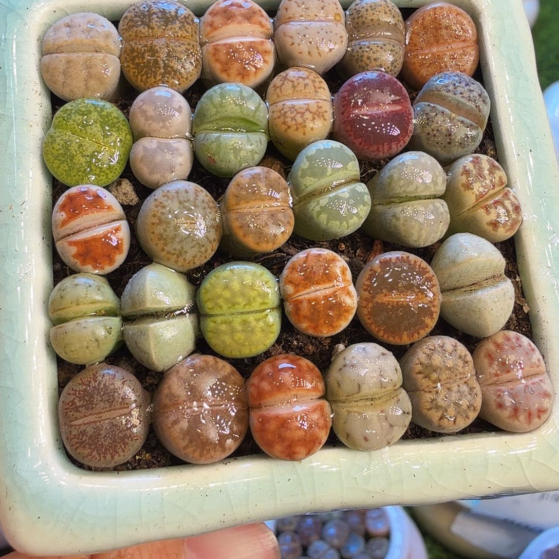 じ****多肉植物福利冲916