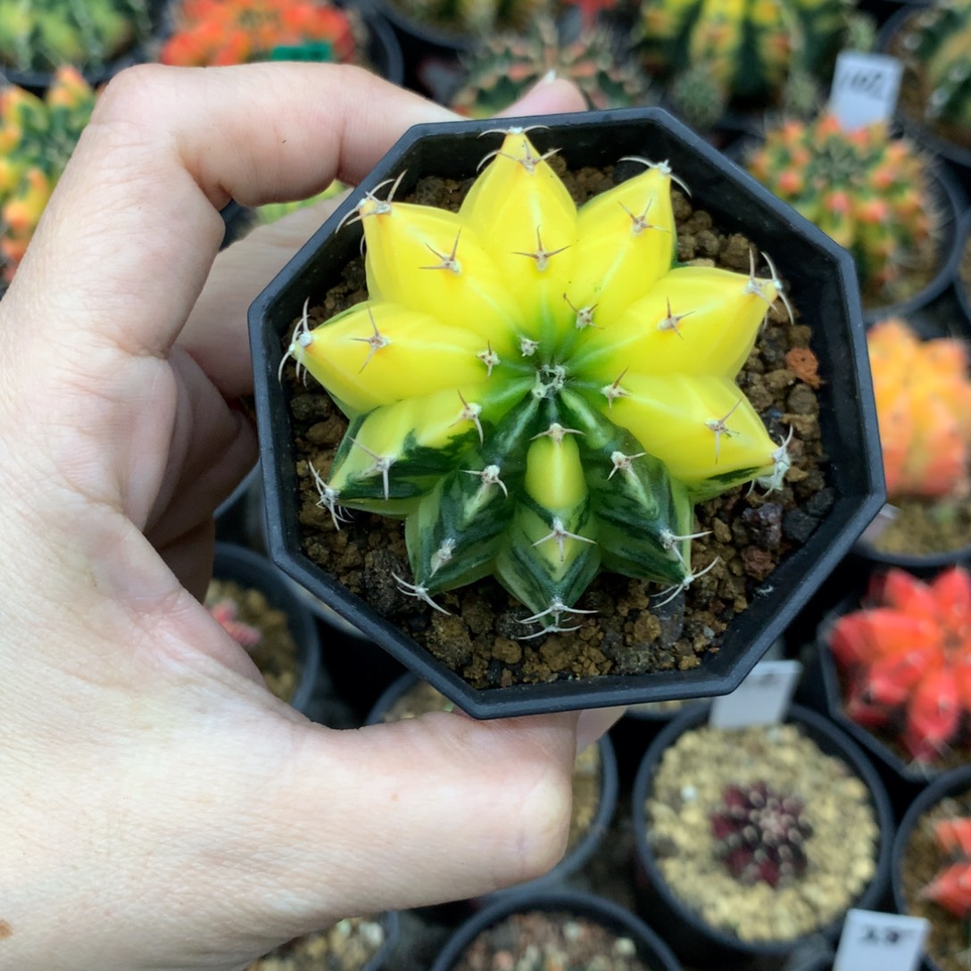 仙人球米哈牡丹锦14