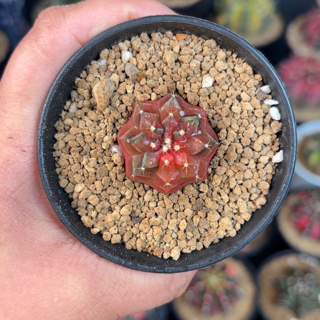 泰系米哈sos仙人球881