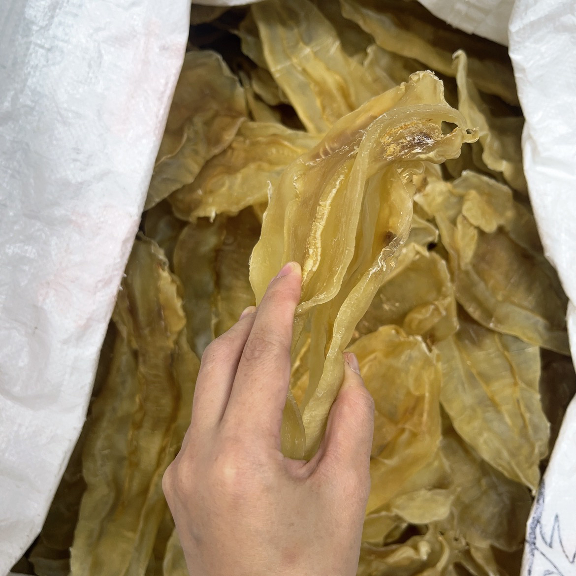 10头厚肉正苏北海公鱼胶（已自过清水）