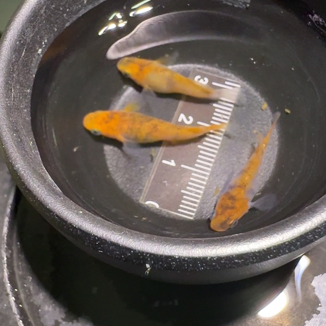 青鳉鱼一物一拍216