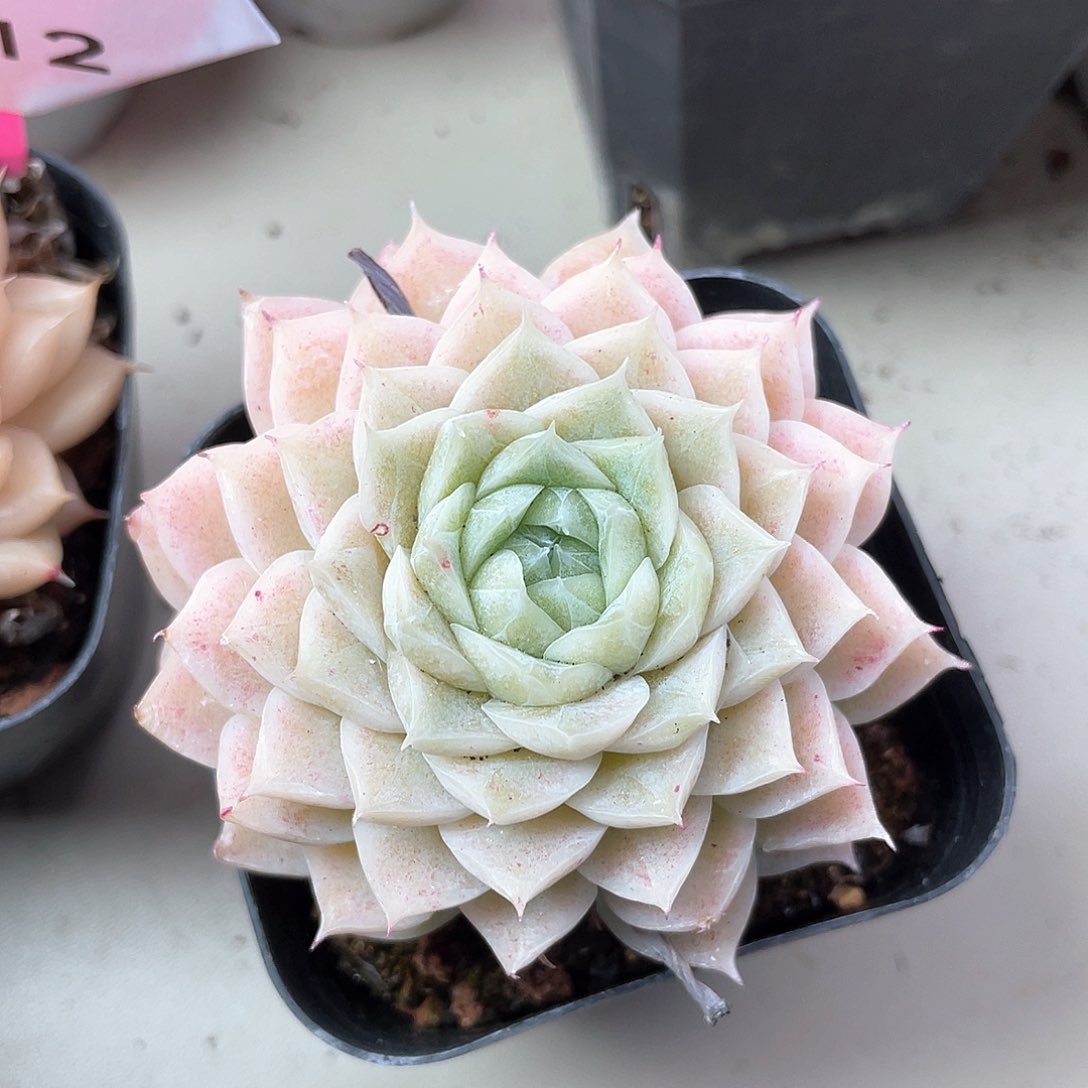 优选编号女王707