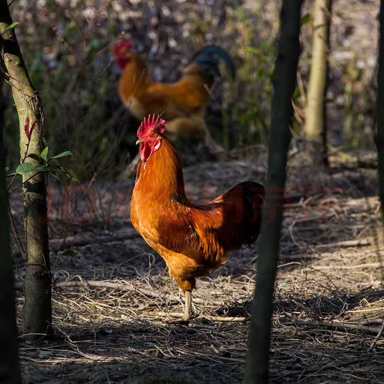 2年以上正宗散养老公鸡，1只（6斤左右），宰杀好4斤左右