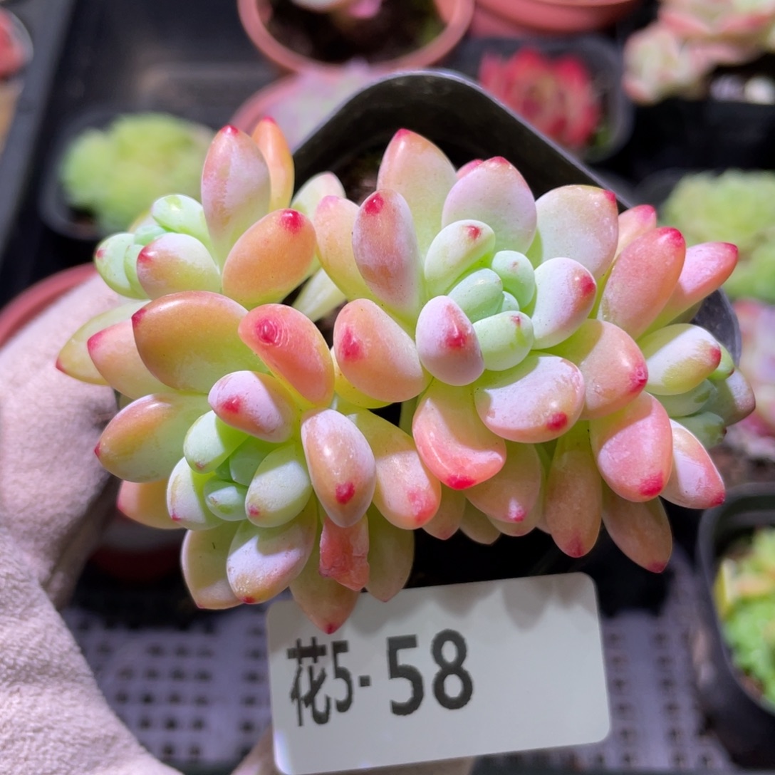 花利美5-58罗琦群生