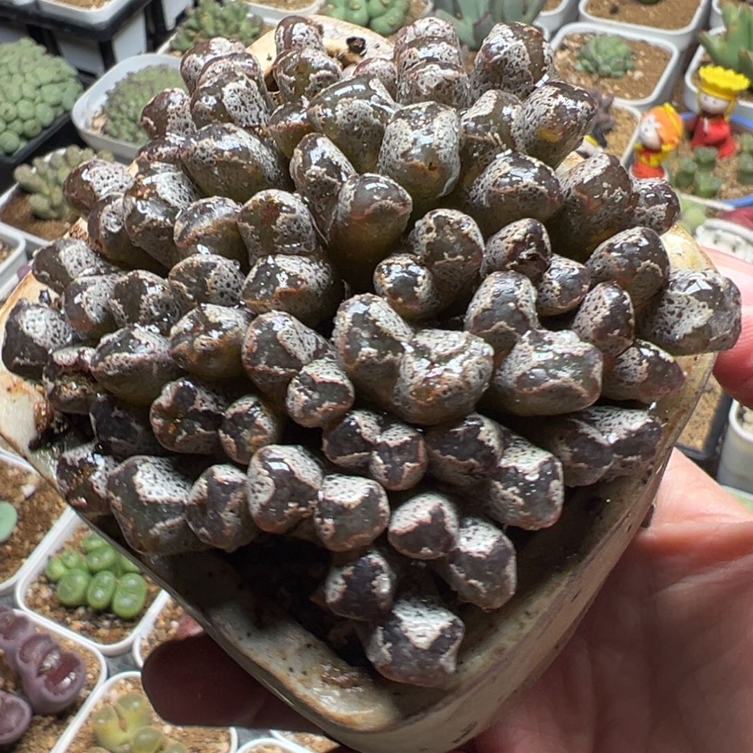 37头紫蝴蝶带盆多肉植物