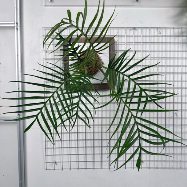 超大鱼骨蔓绿绒热带雨林氛围感客厅卧室净化空气带框透气板植绿植