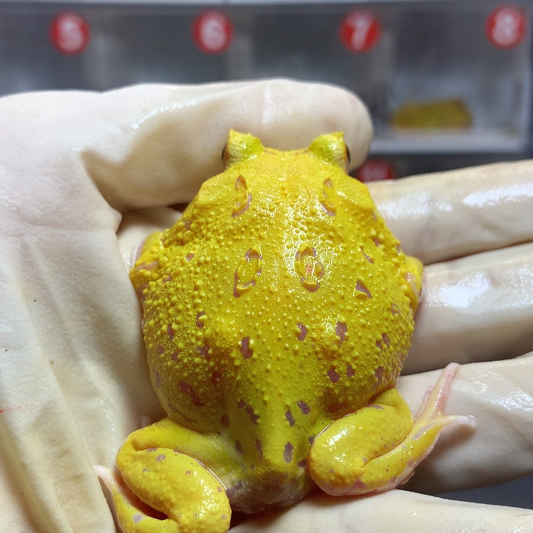 角蛙3039 超级皮卡丘