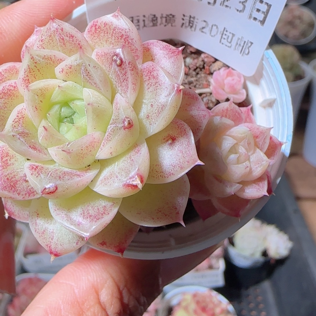 花语多肉1223-46散