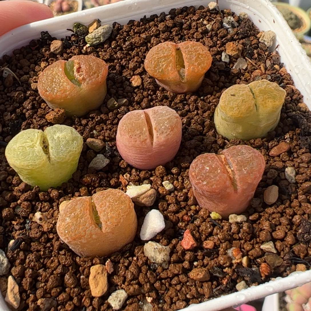 632多肉植物百科