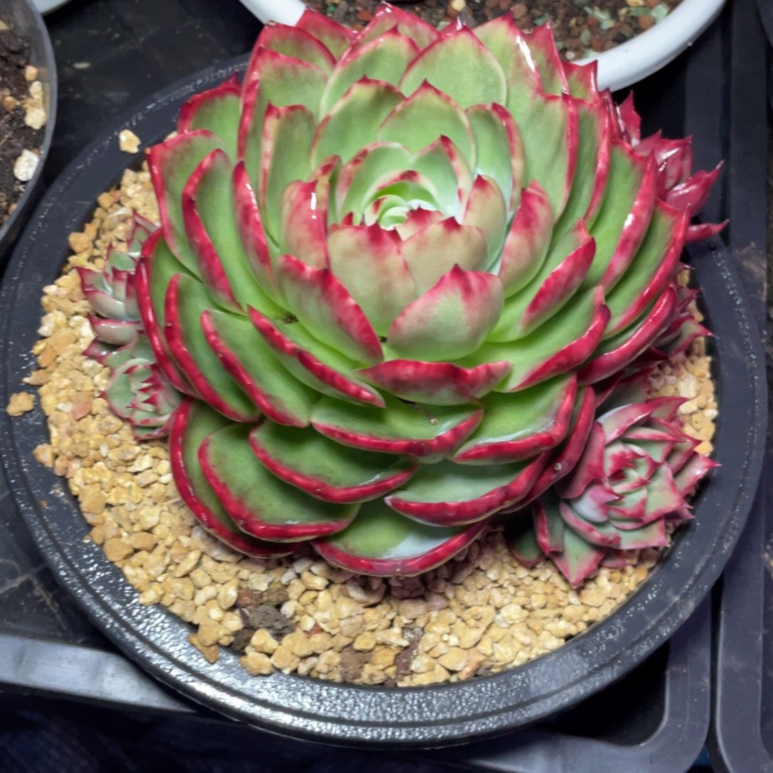 栀***子惊鸿仙子一物一拍