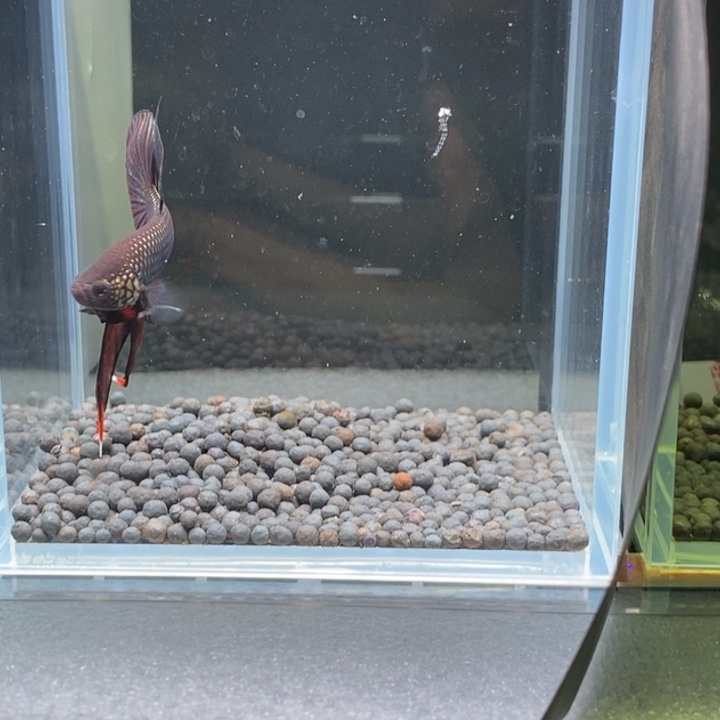 斗鱼泰国斗鱼386号