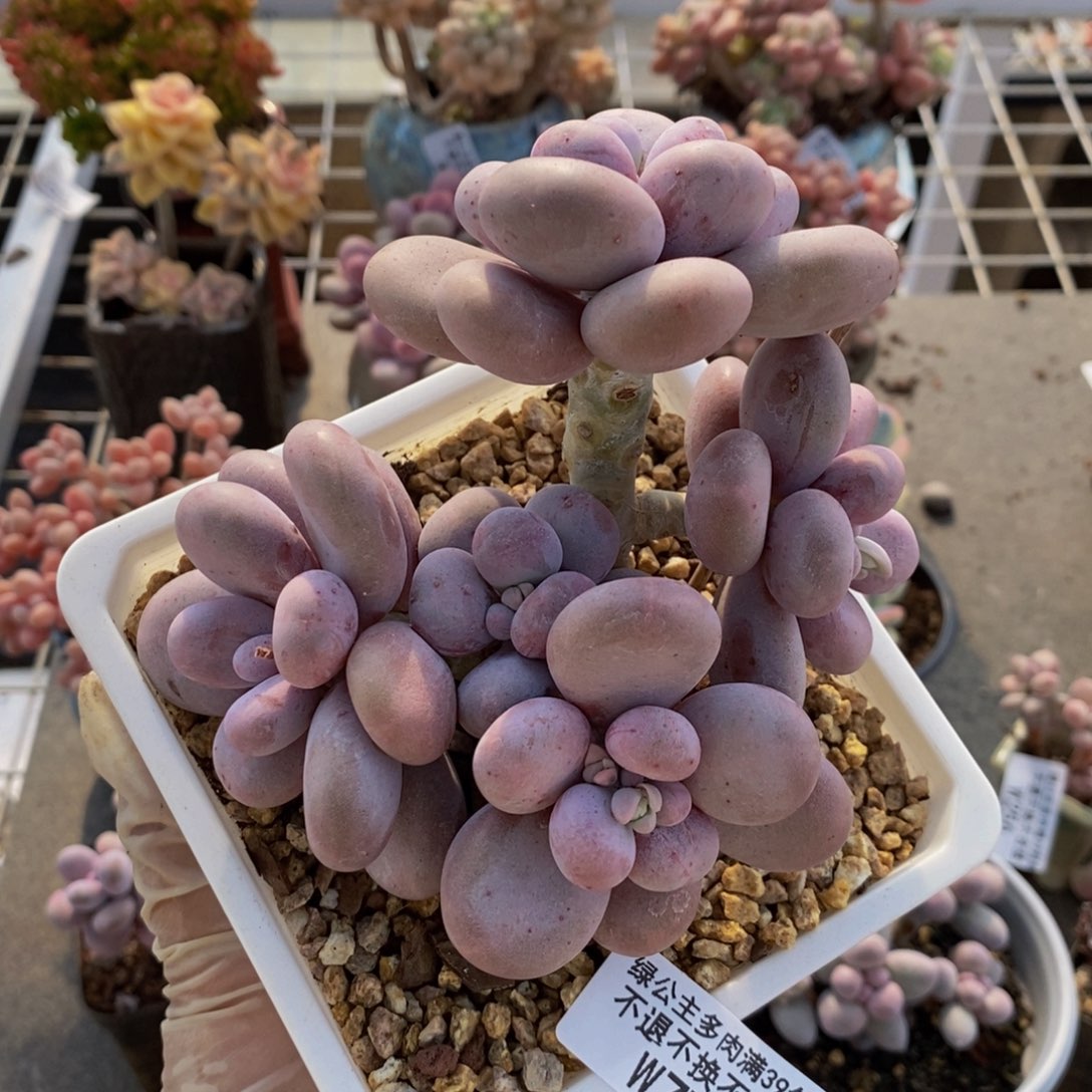 水光针777/10cm的肉