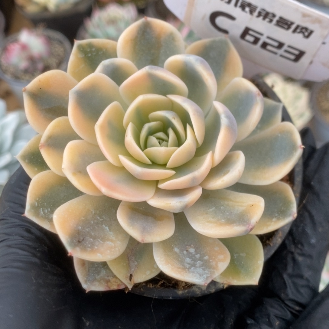 623宽锦汉堡锦锦锦锦锦锦