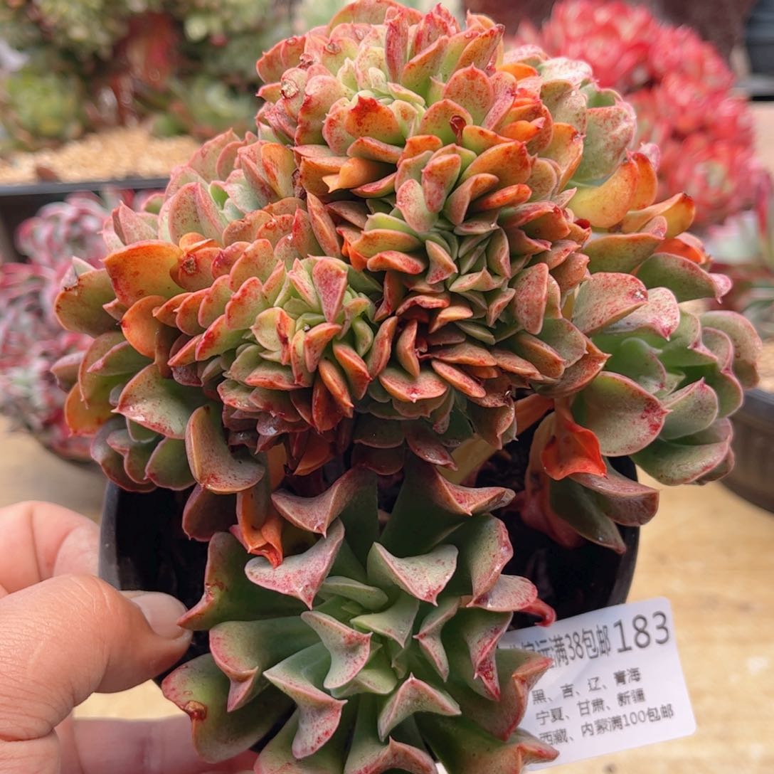 183黑鹰缀德华多肉