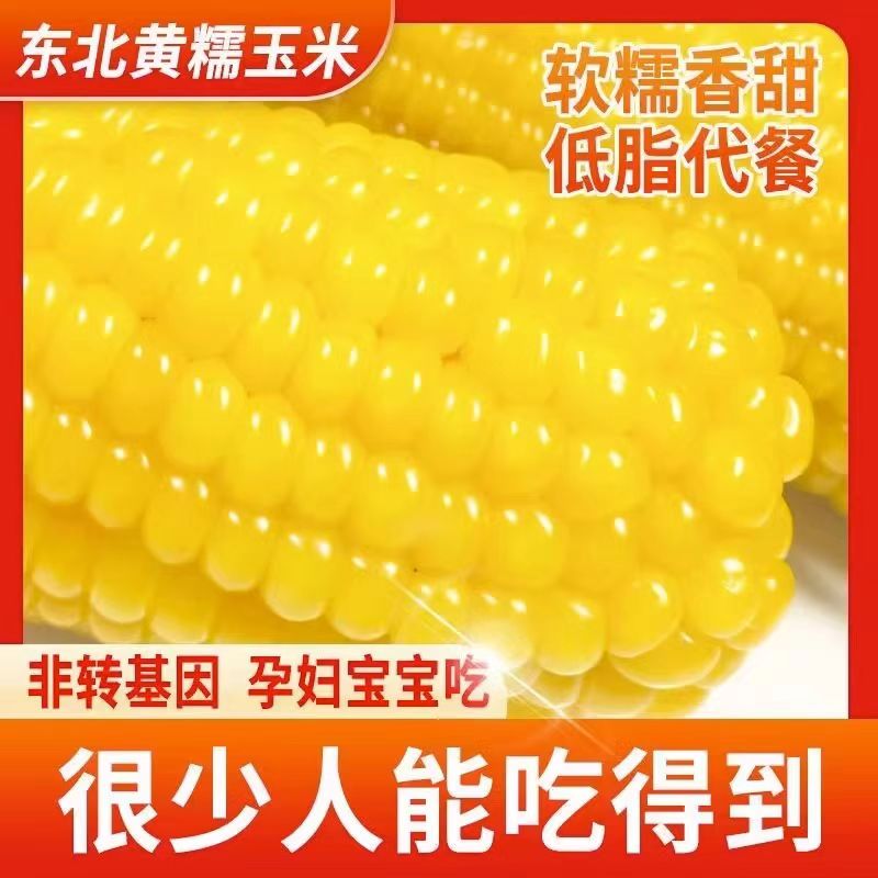 【哲哥专属】试吃两支黄糯铝箔玉米整箱10支软糯香真空锁鲜6-7斤
