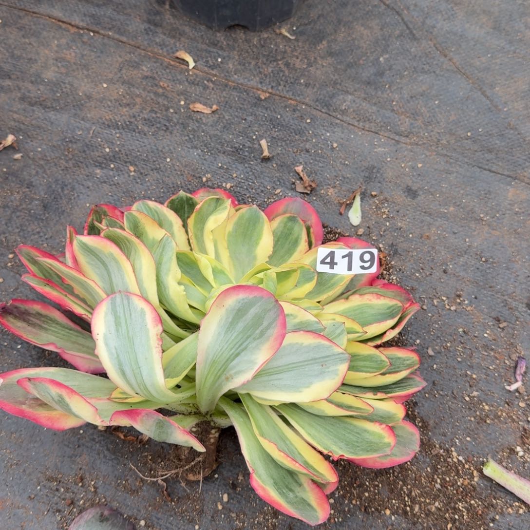 419多肉植物如意多肉头追光特价