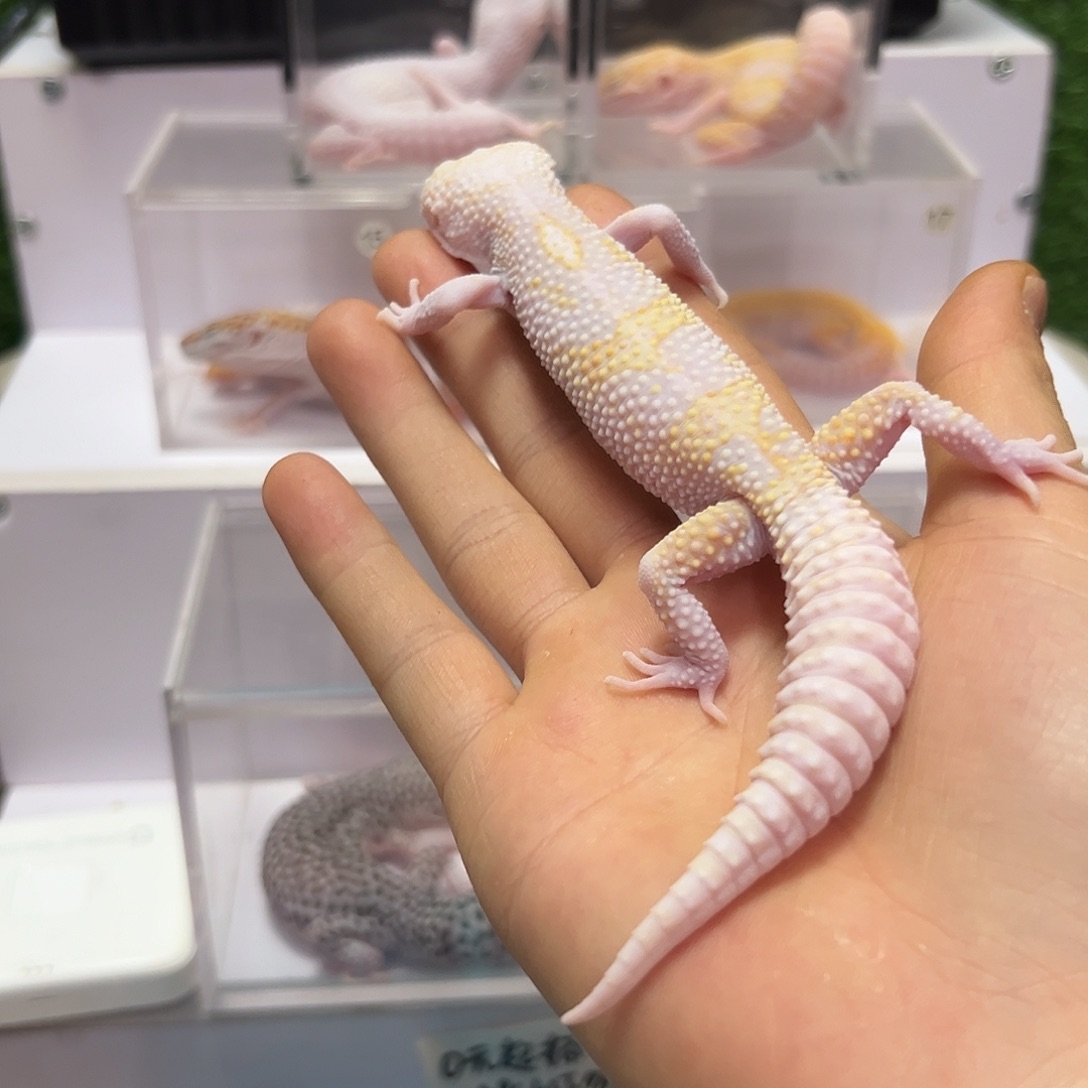 豹纹守宫豹纹守宫