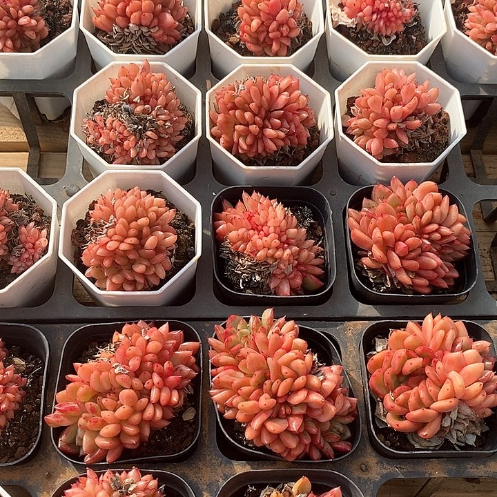 24红国王缀 福利多多