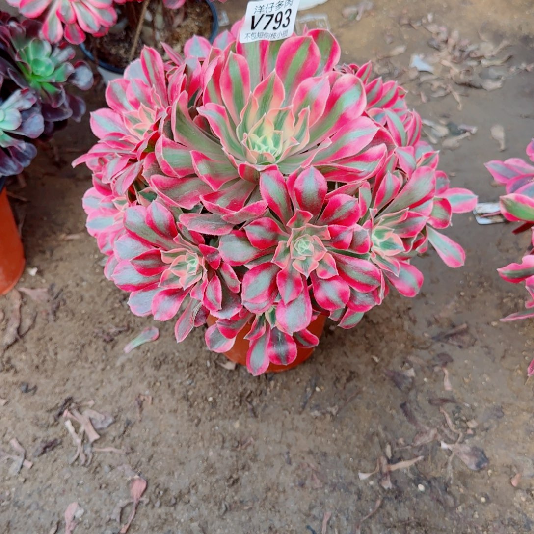 女妖发师793冠幅23