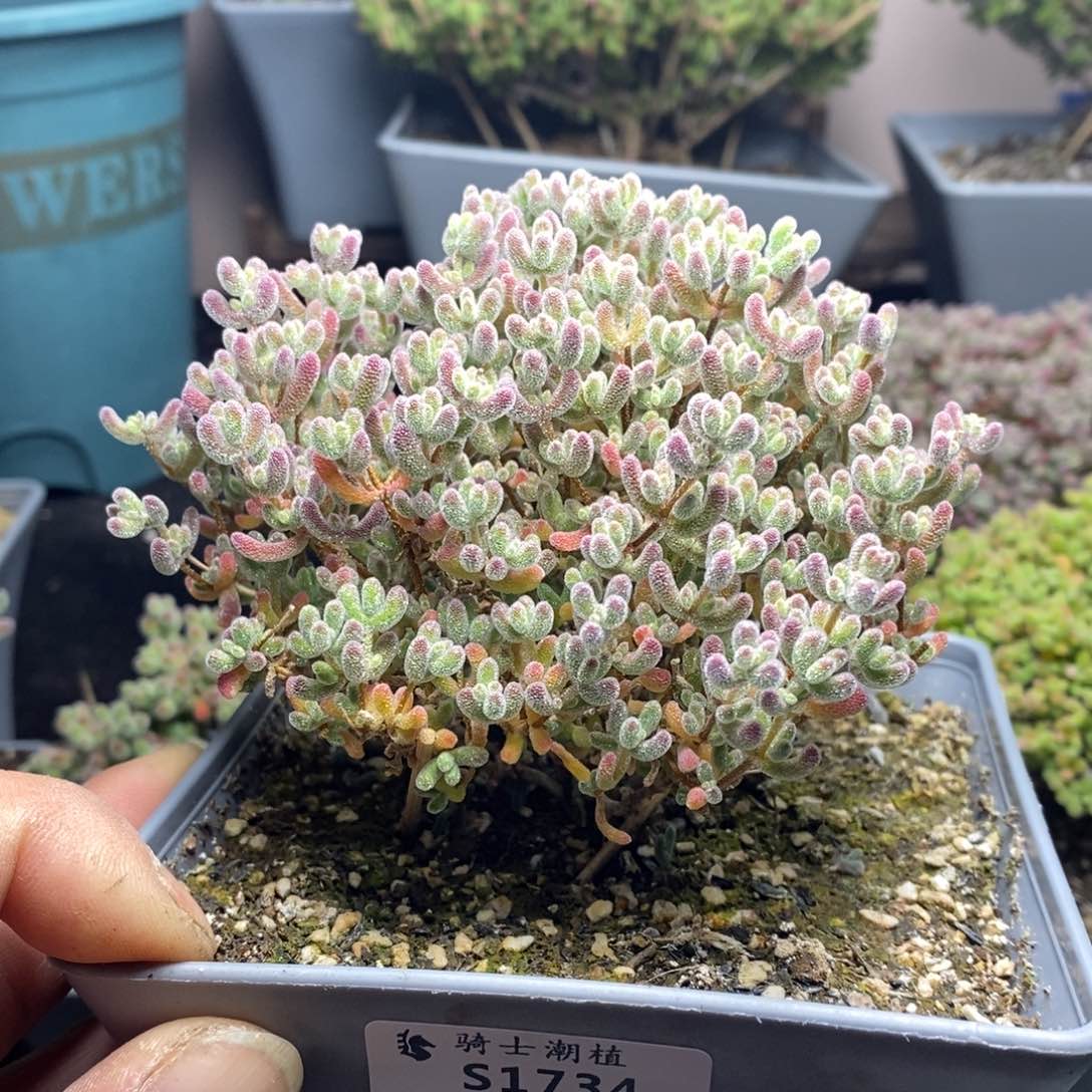 1734优选冰晶枝干