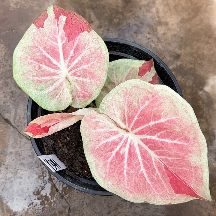 341-0210天堂莲花彩叶芋广东现货