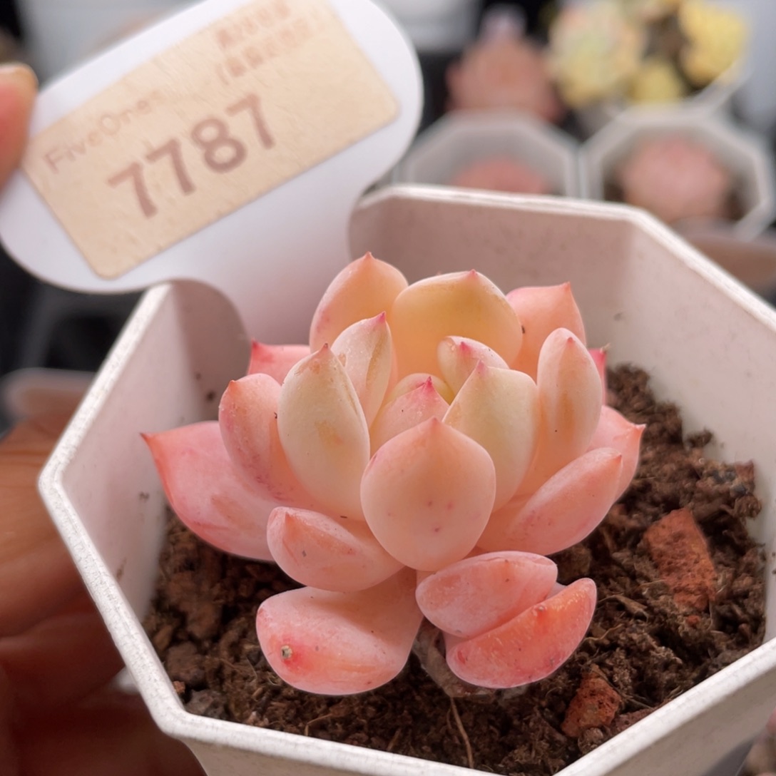 海盐薄荷7787-4.5厘米