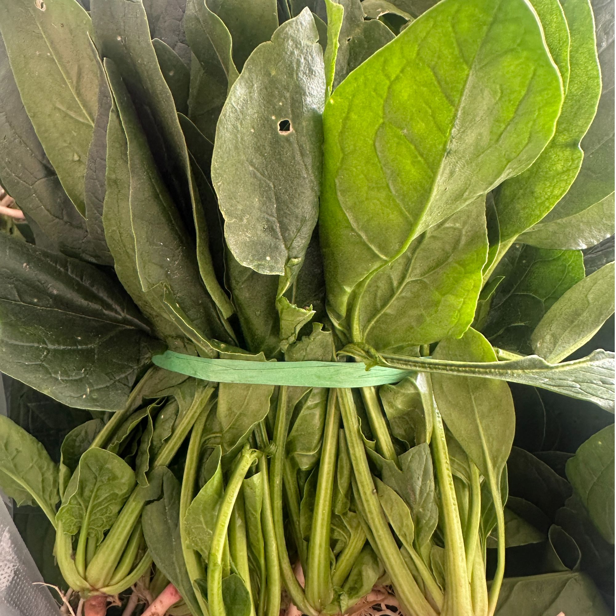 新鲜农家现摘小菠菜