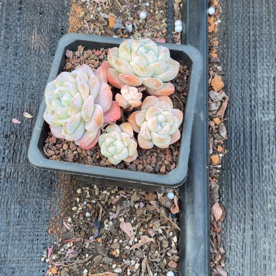 日****^痛苦是咯哦我爷爷我