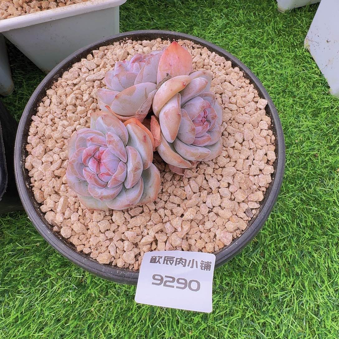 白***白多肉植物石榴籽群9290发货