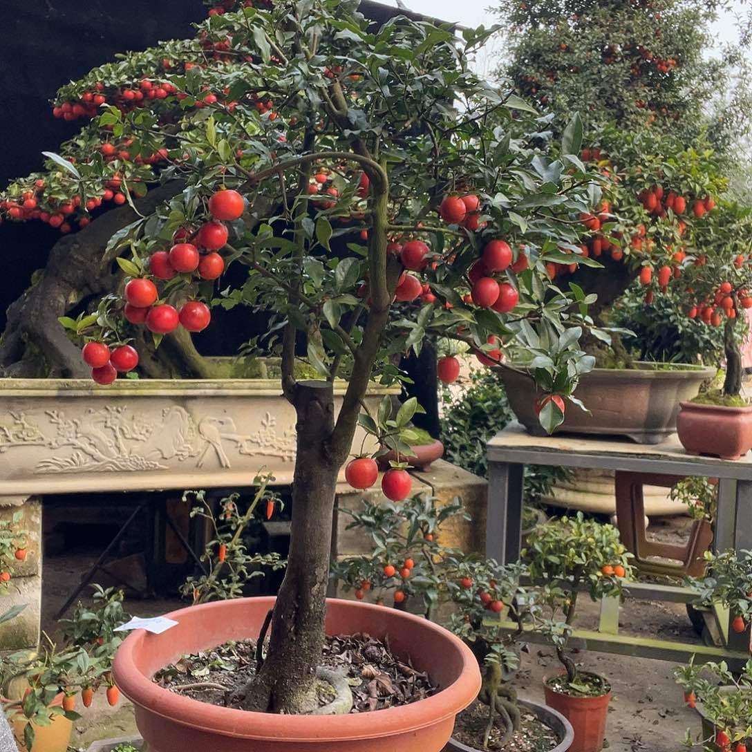 金弹子盆景喜欢的来