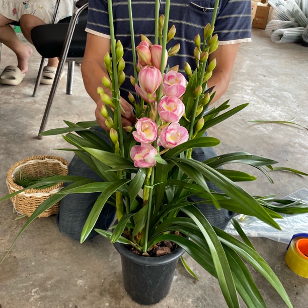 朝阳  大花蕙兰 【以直播间状态为准】完美主义者勿拍