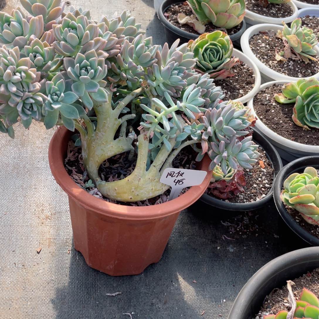 凤仪，淡雪缀化，。