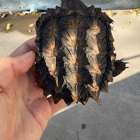 绿毛龟母哈哈哈哈哈