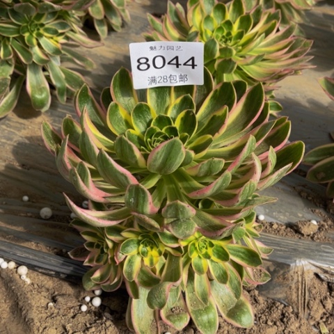 青莲多肉多肉8044