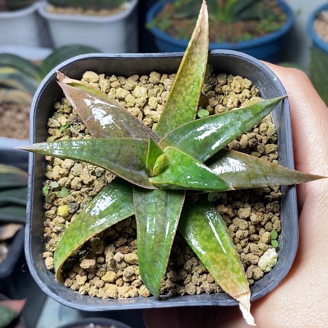 不带盆脱土裸根发货