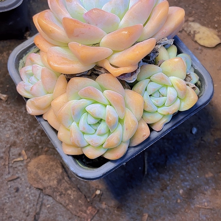 上***）不用急哈就能来拿东西给她啦