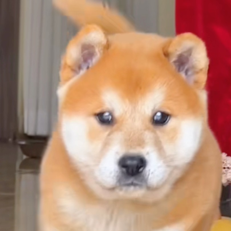 广西田园犬，土猎性格好