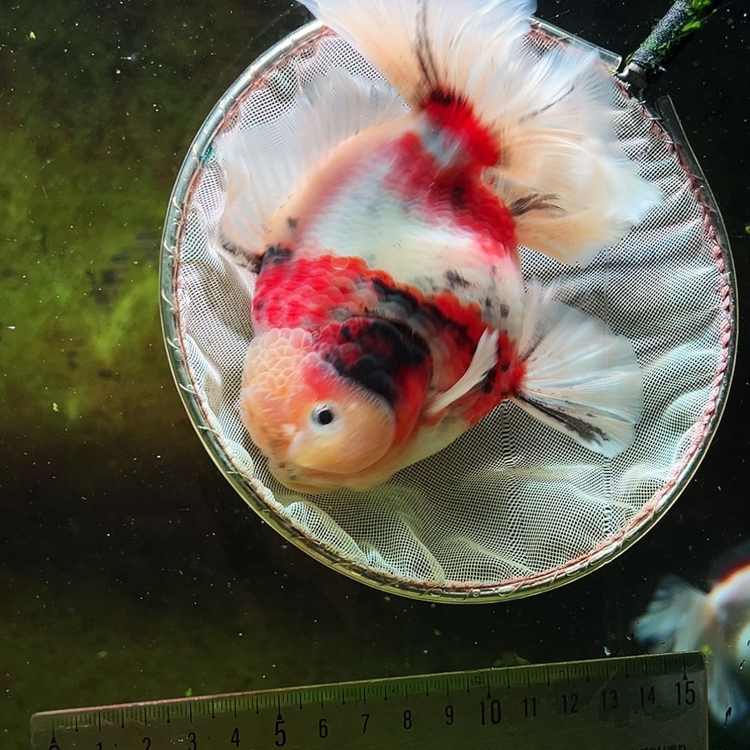 金鱼冷水金鱼百褶泰狮