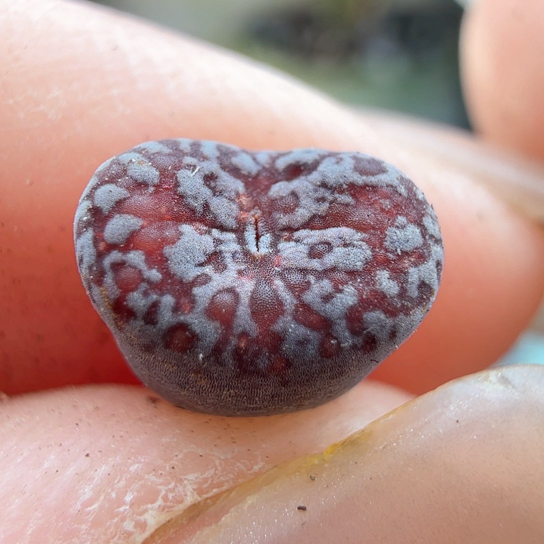 2.7.35/马克李子单头/多肉植物