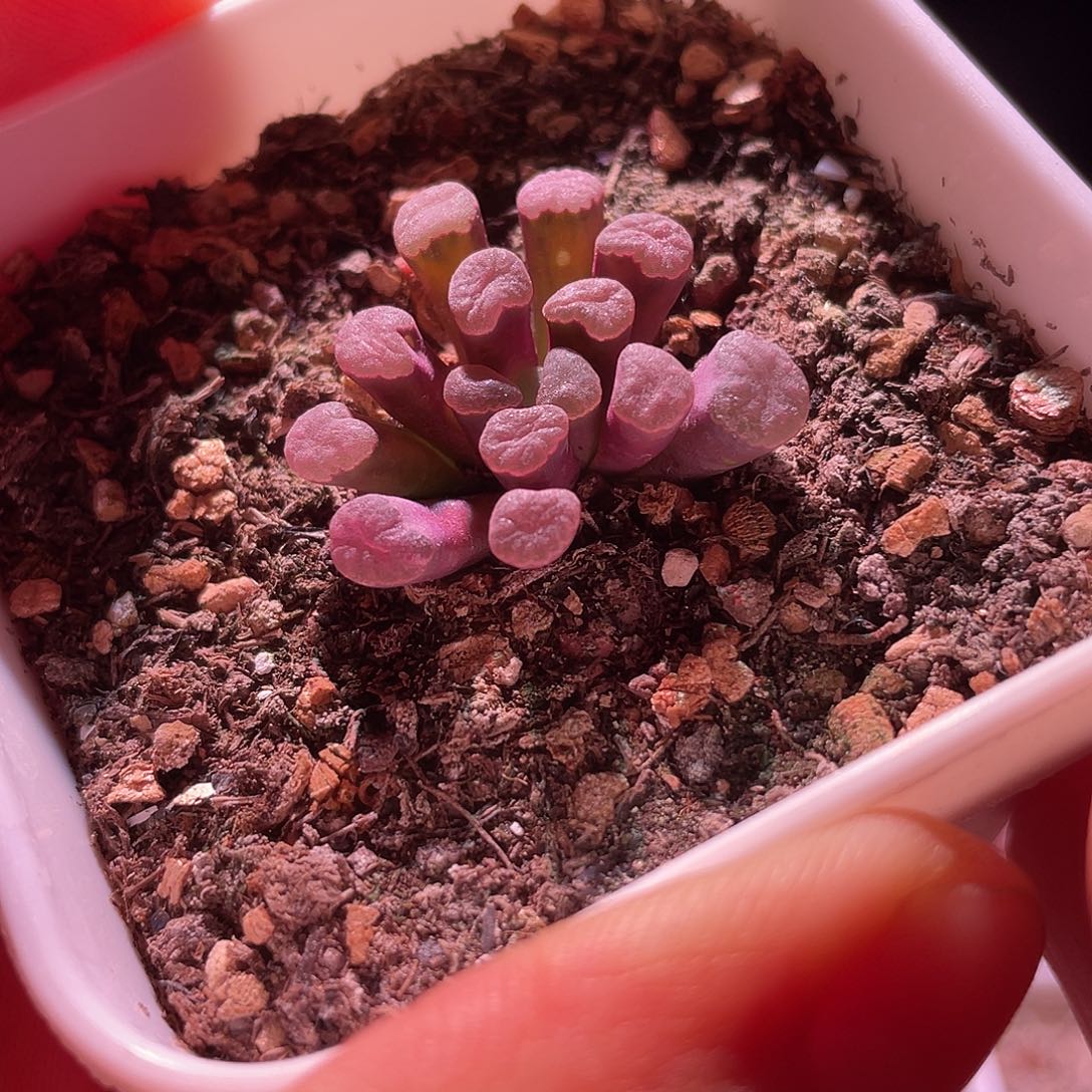 菊晃玉特价包邮开播福利