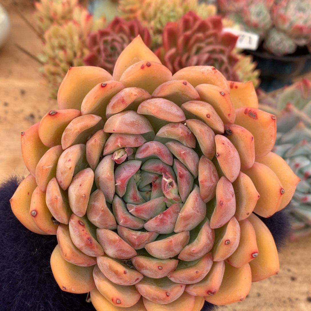 6280新年快乐发发发